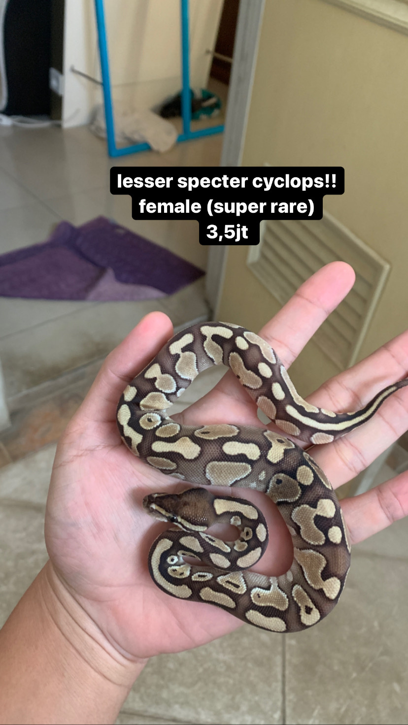 ball python lesser specter female