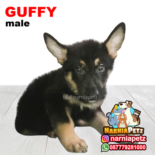 GUFFY (Herder/German shepperd)