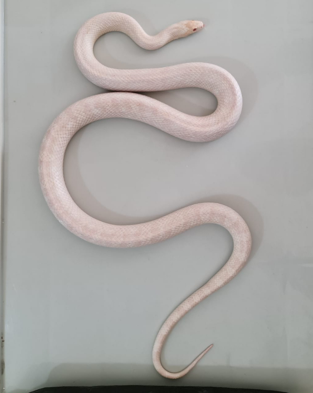 Opal Motley Corn Snake | Lapak Jual Beli Hewan Resmi Indonesia