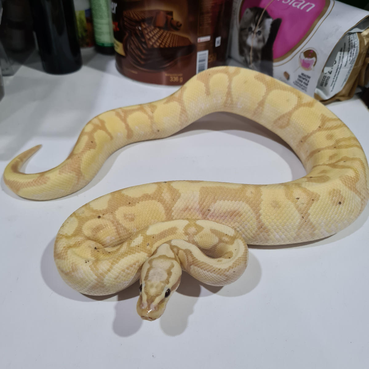 Male Ball Python Banana Pastel Enchi