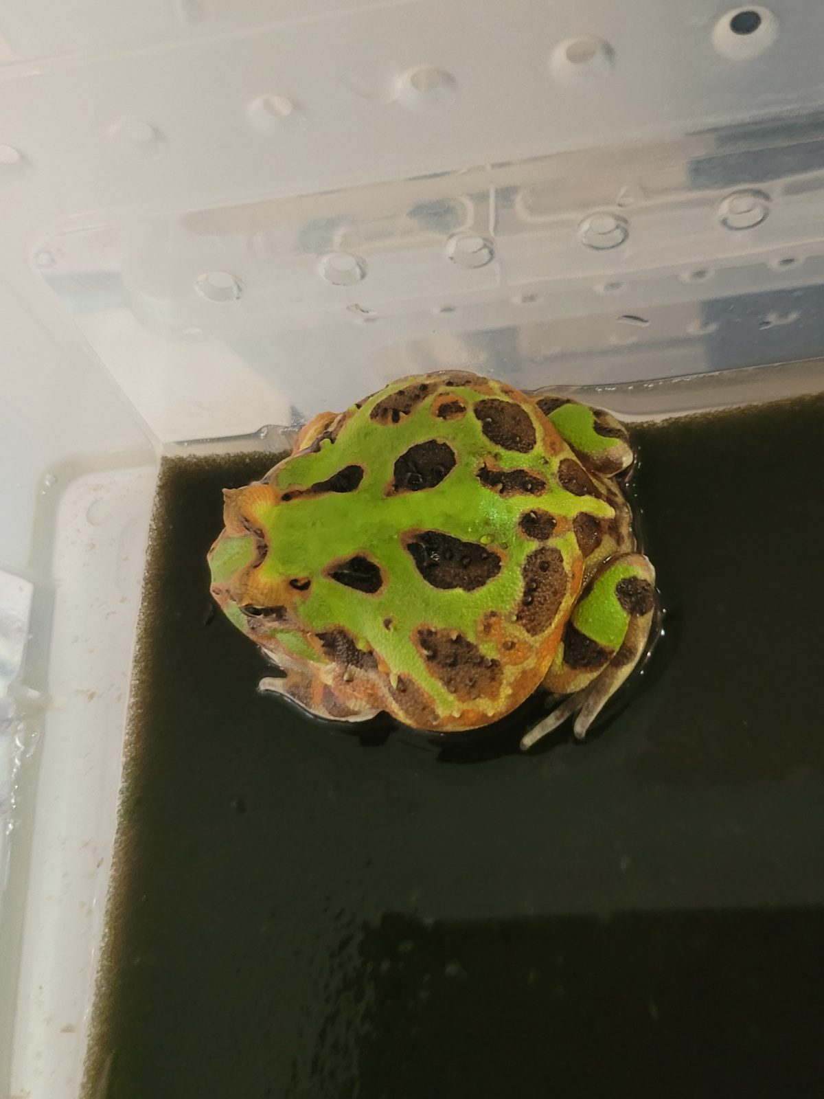 Arrow pacman frog