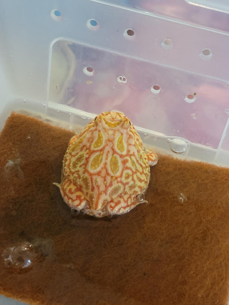 Apricot pacman frog