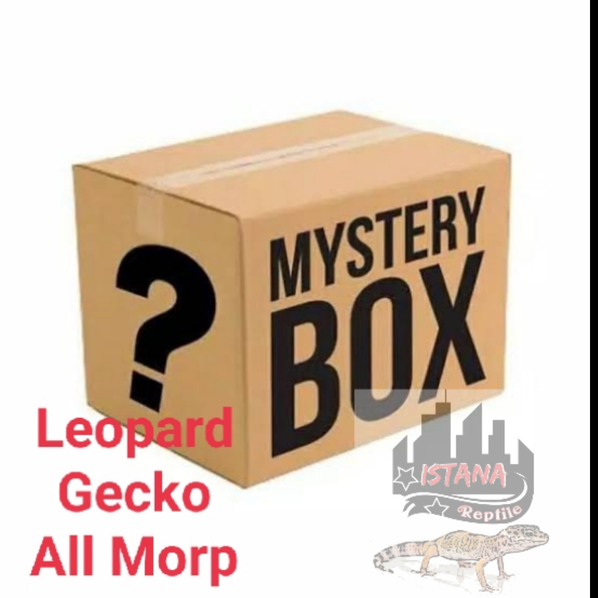 Mystery box Leopard gecko