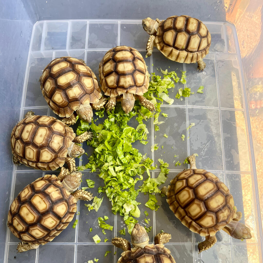 Sulcata tortoise 7-8 cm