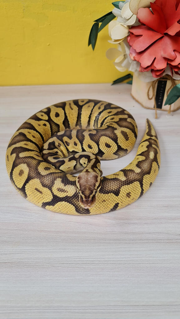 Ball Python Pastel (Male)