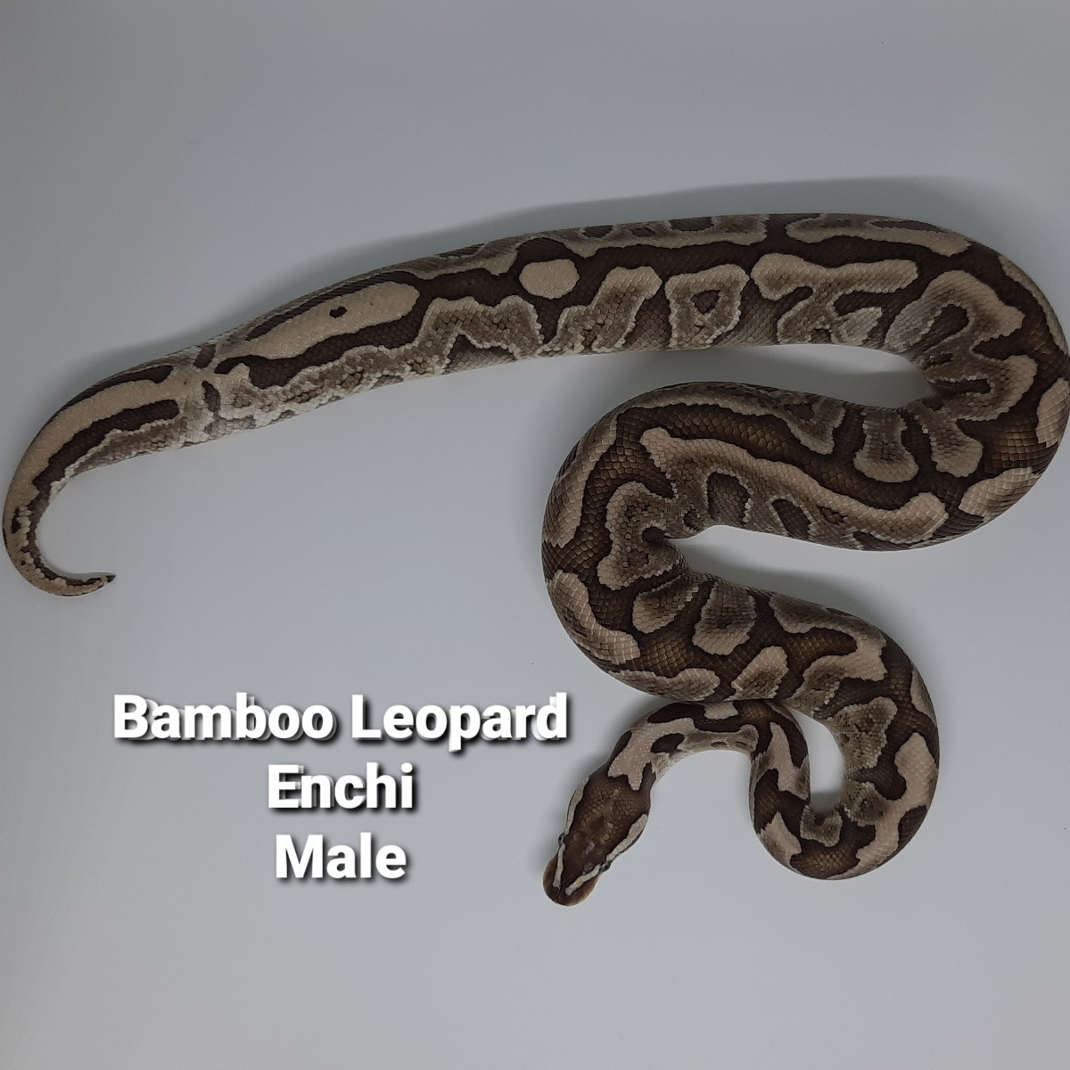 Bamboo Leopard Enchi Male
