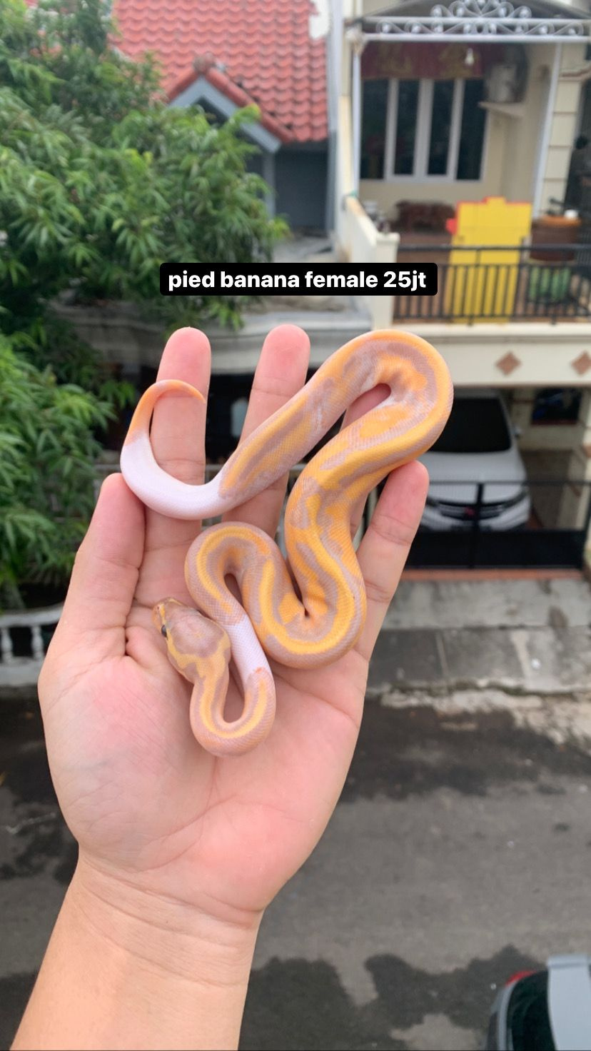 female ball python  pied banana female