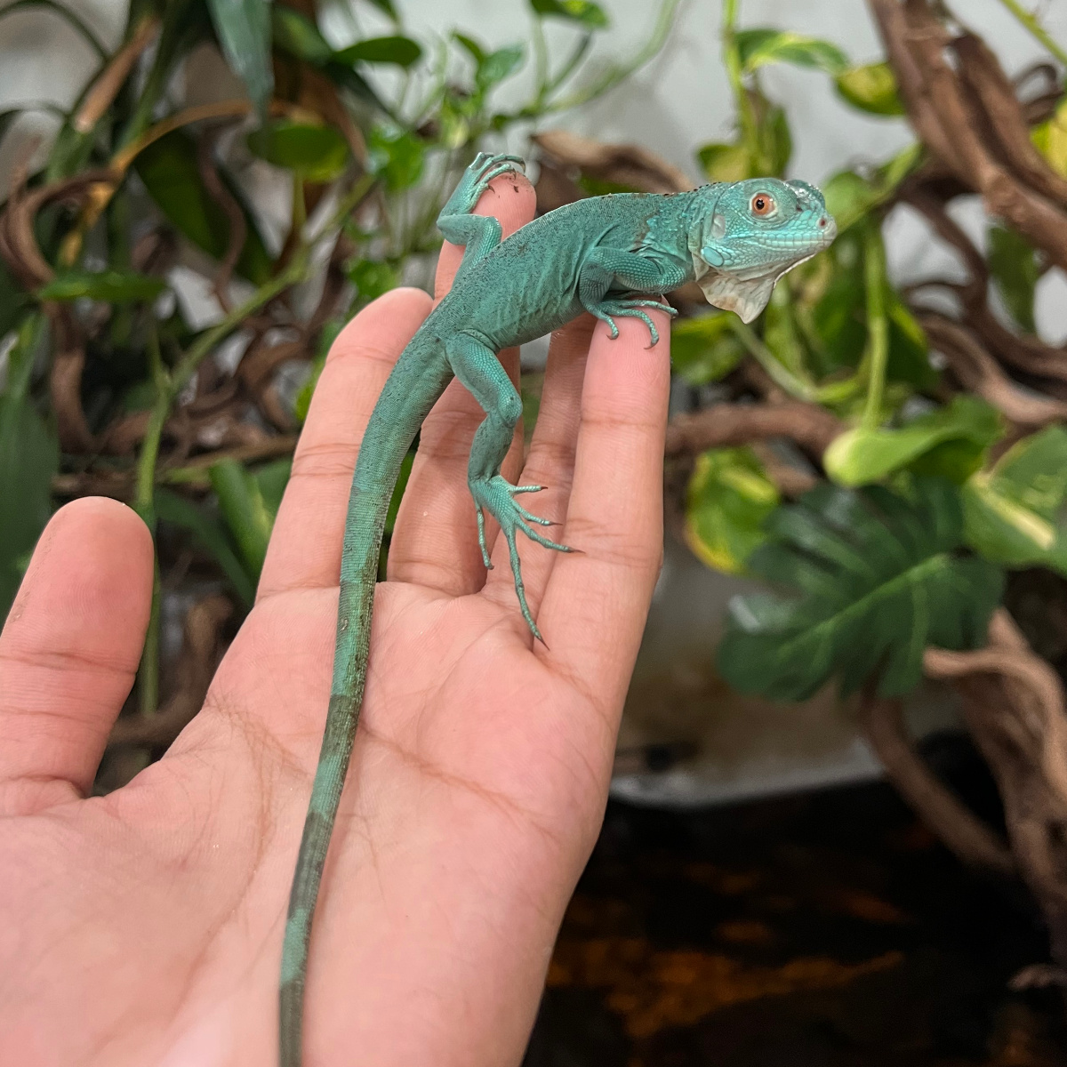 Iguana Blue