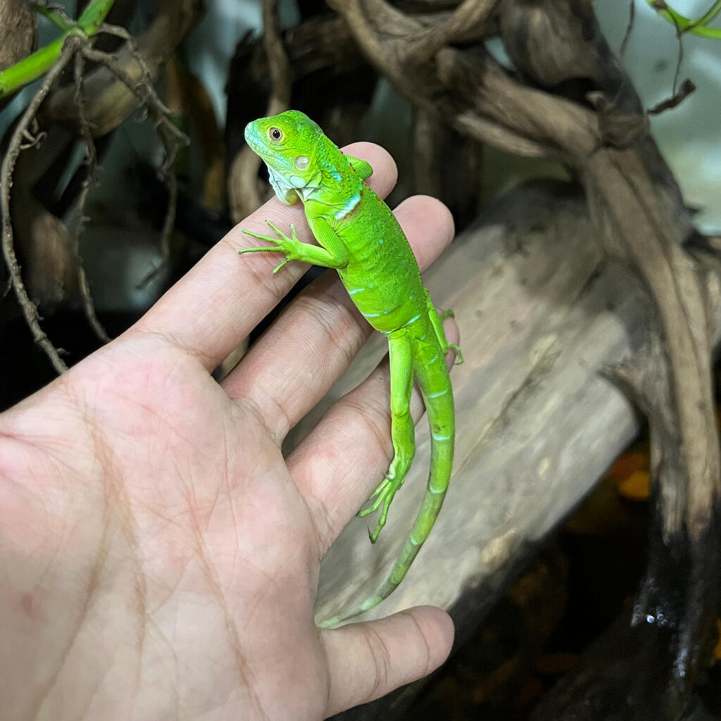 Iguana Green