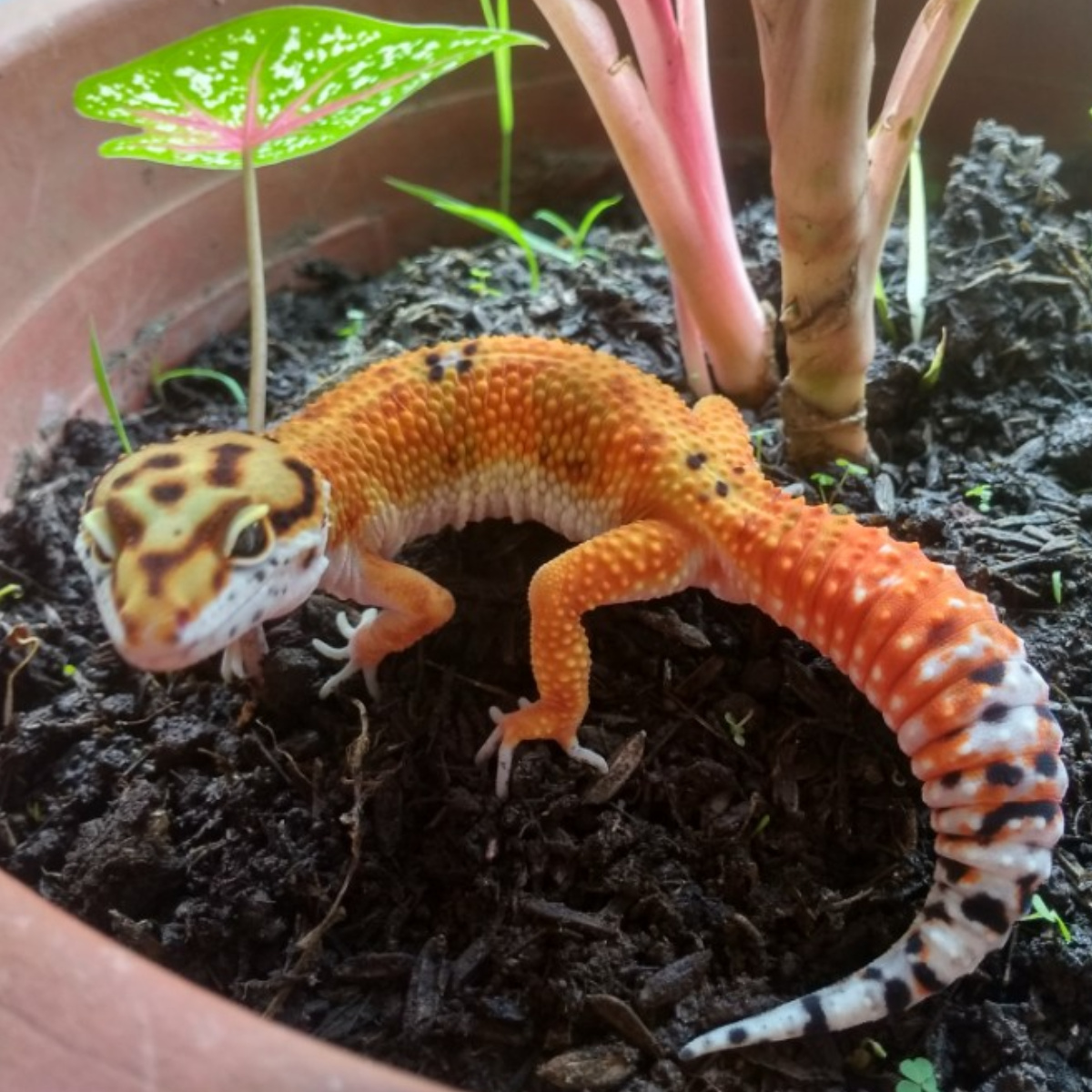 Gecko Moprh Tangerine