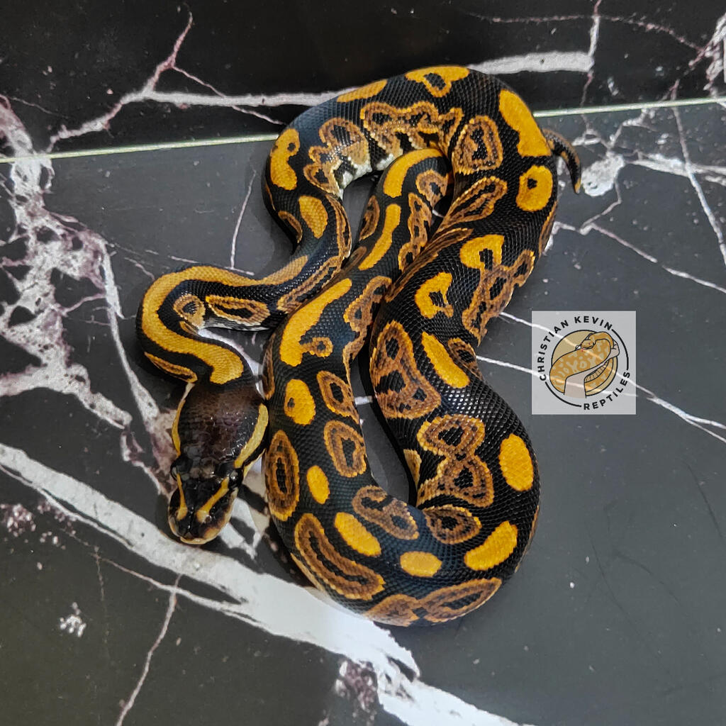 Ball python black pastel 