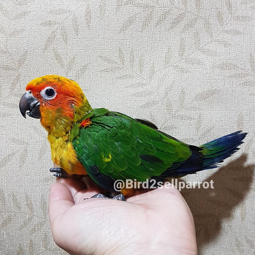 sunconure parrot