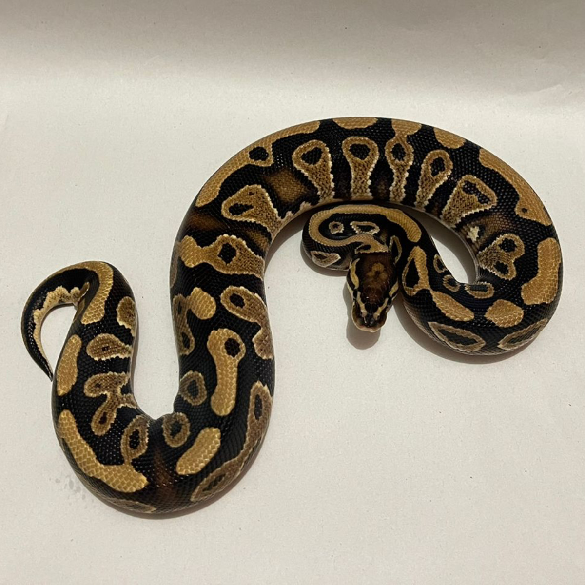 1.0 2020 Yellowbelly Double Het Pied Clown Male