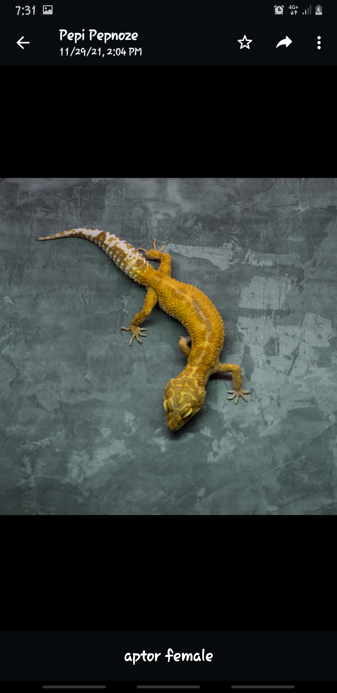 Gecko Adult Proven - Apto