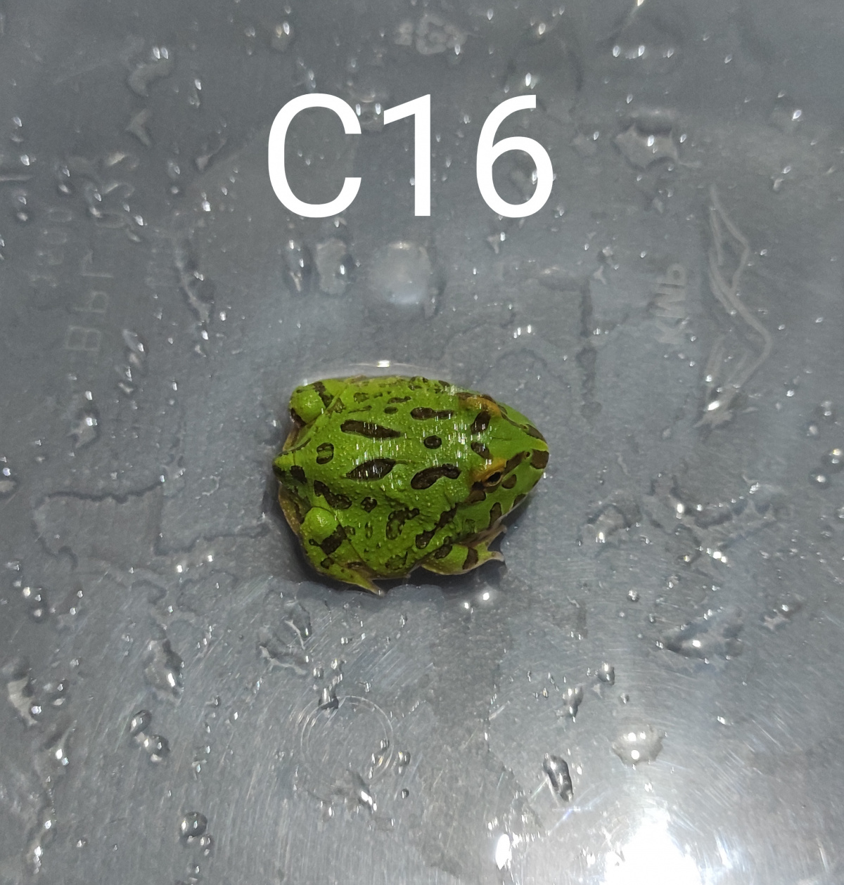 Pacman Frog Green