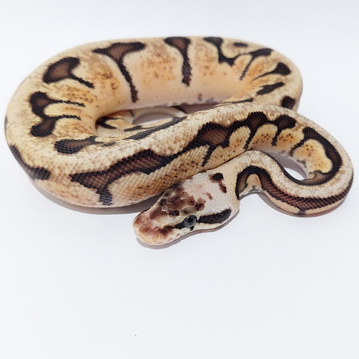 Woma Pastel Specter poss 