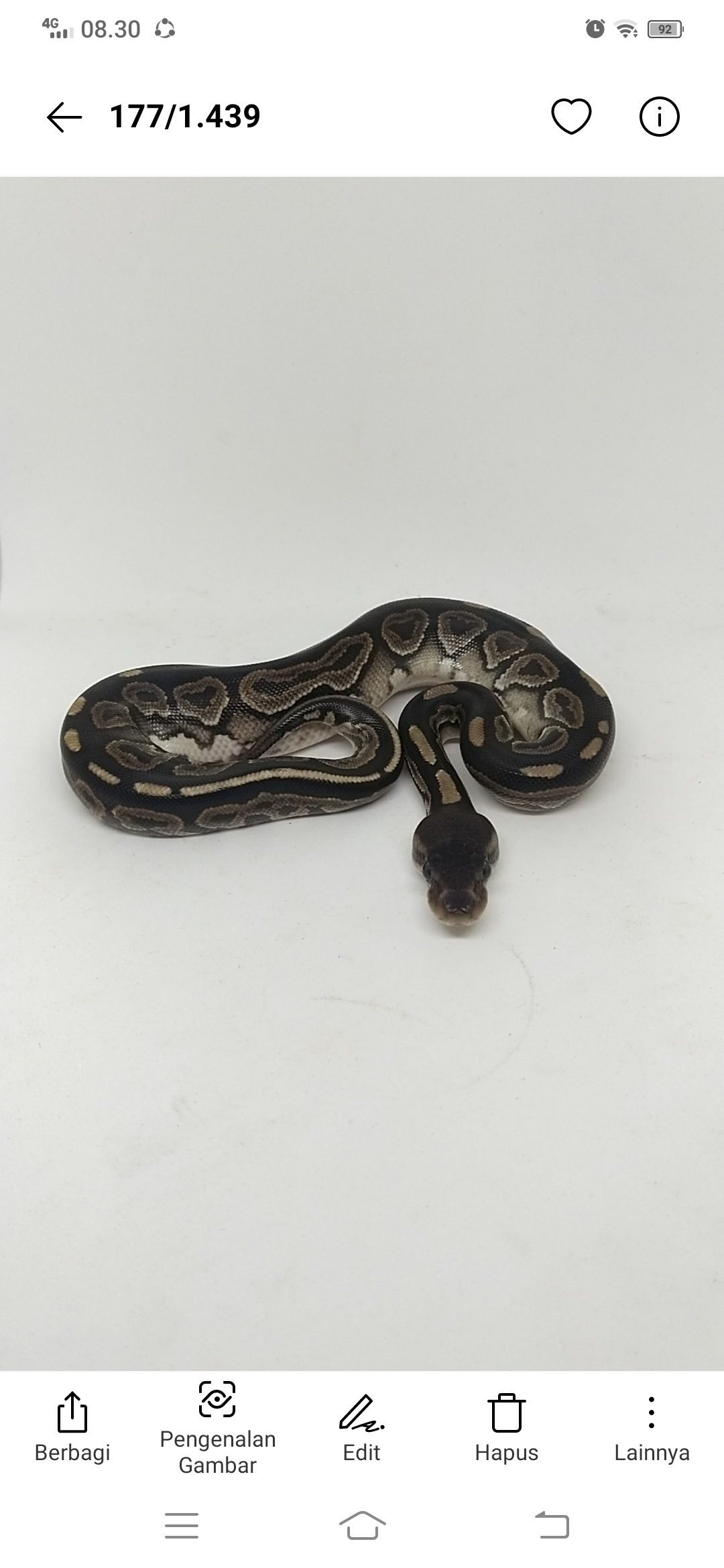 Ball Python Cinnamon Female