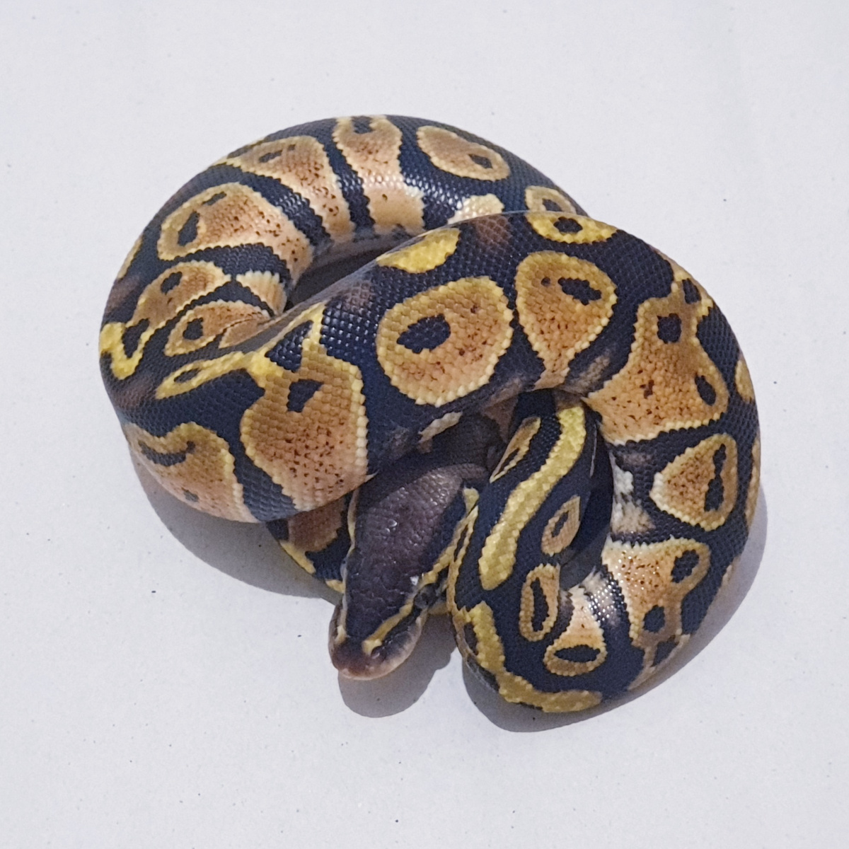 (M) Pastel Ball Python [2