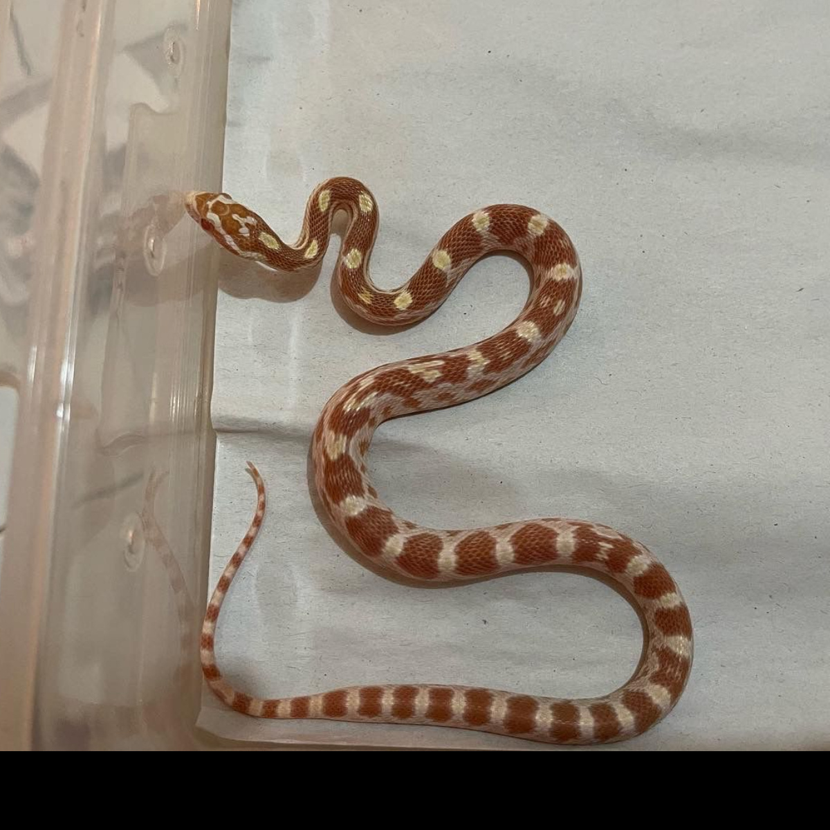 Butter 66% DH scaleless motley