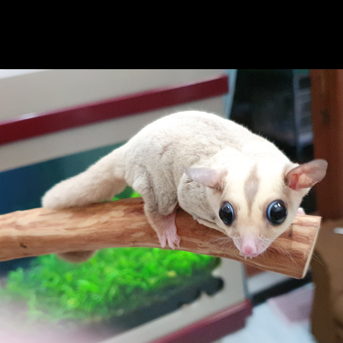 Platinum sales sugar glider