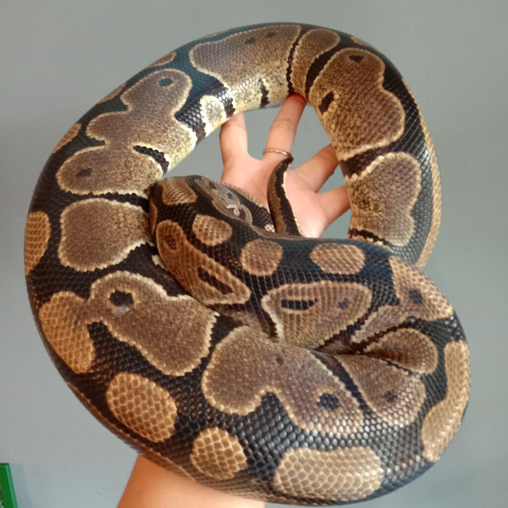 Ball python normal