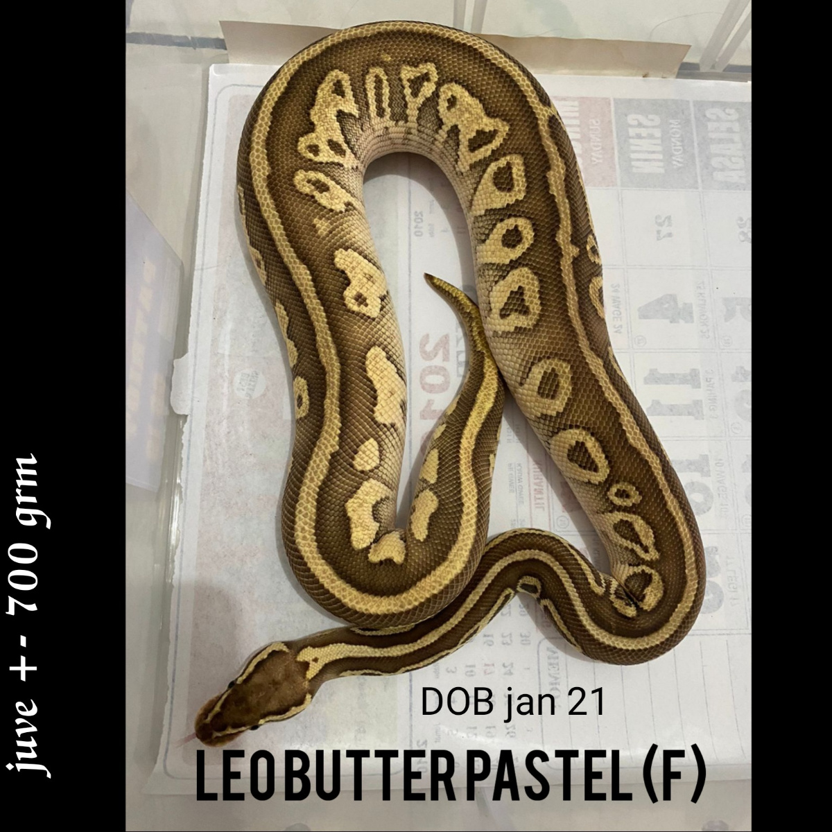 F leo butter pastel bp