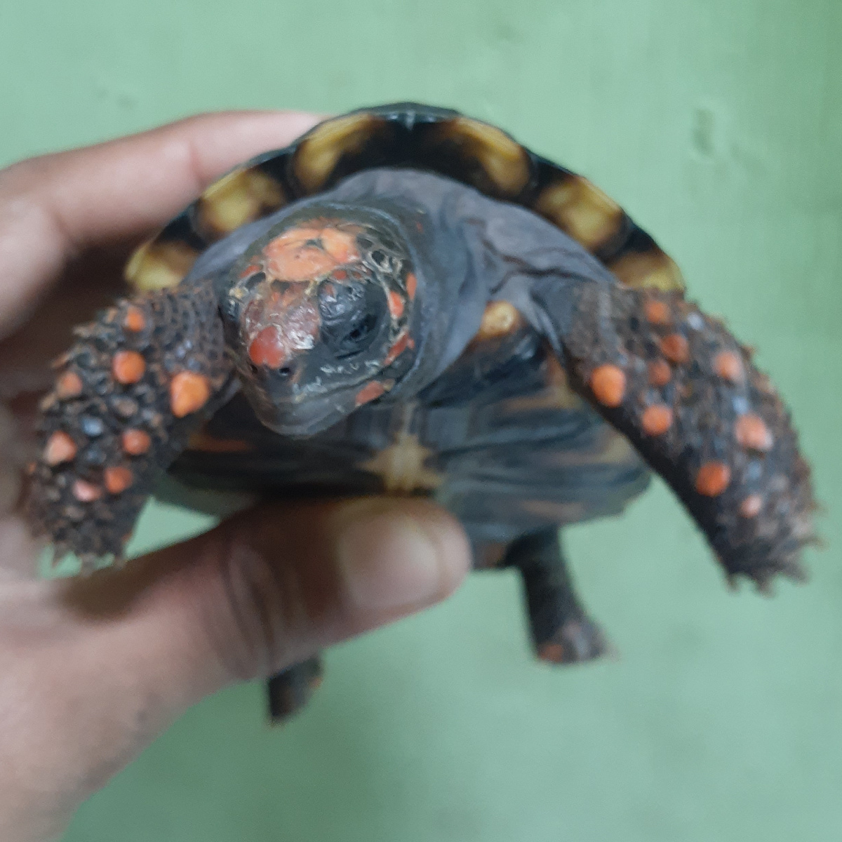 🍒 Cherry Head Tortoise