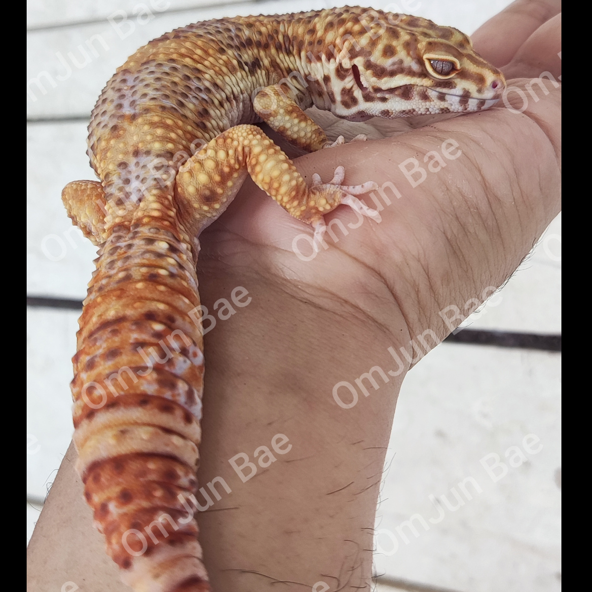 Leopard Gecko Fire Bell J