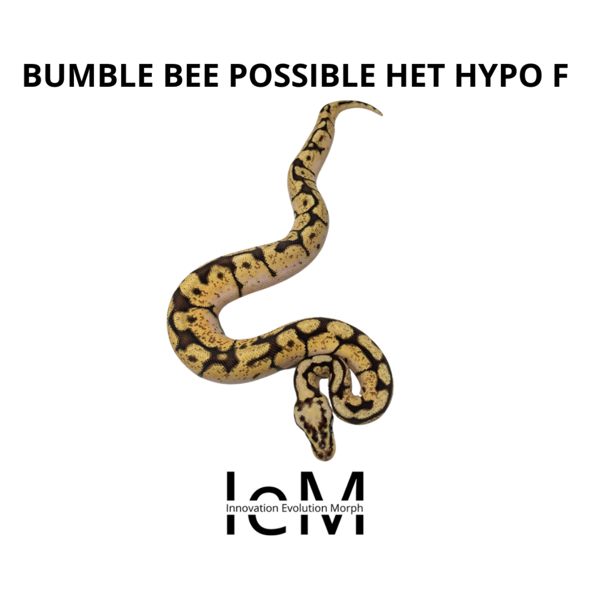 Ball python bumble bee bu