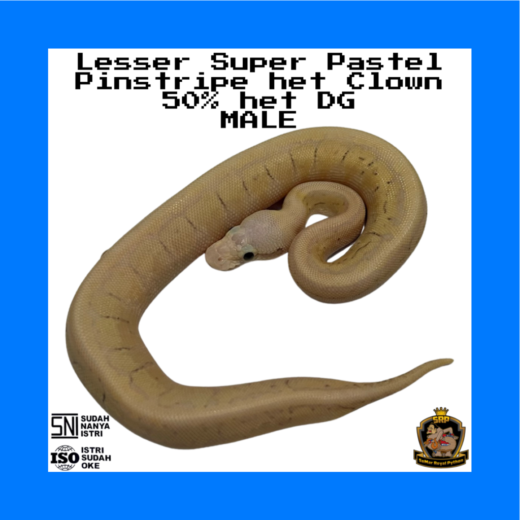 M - Lesser Super Pastel P