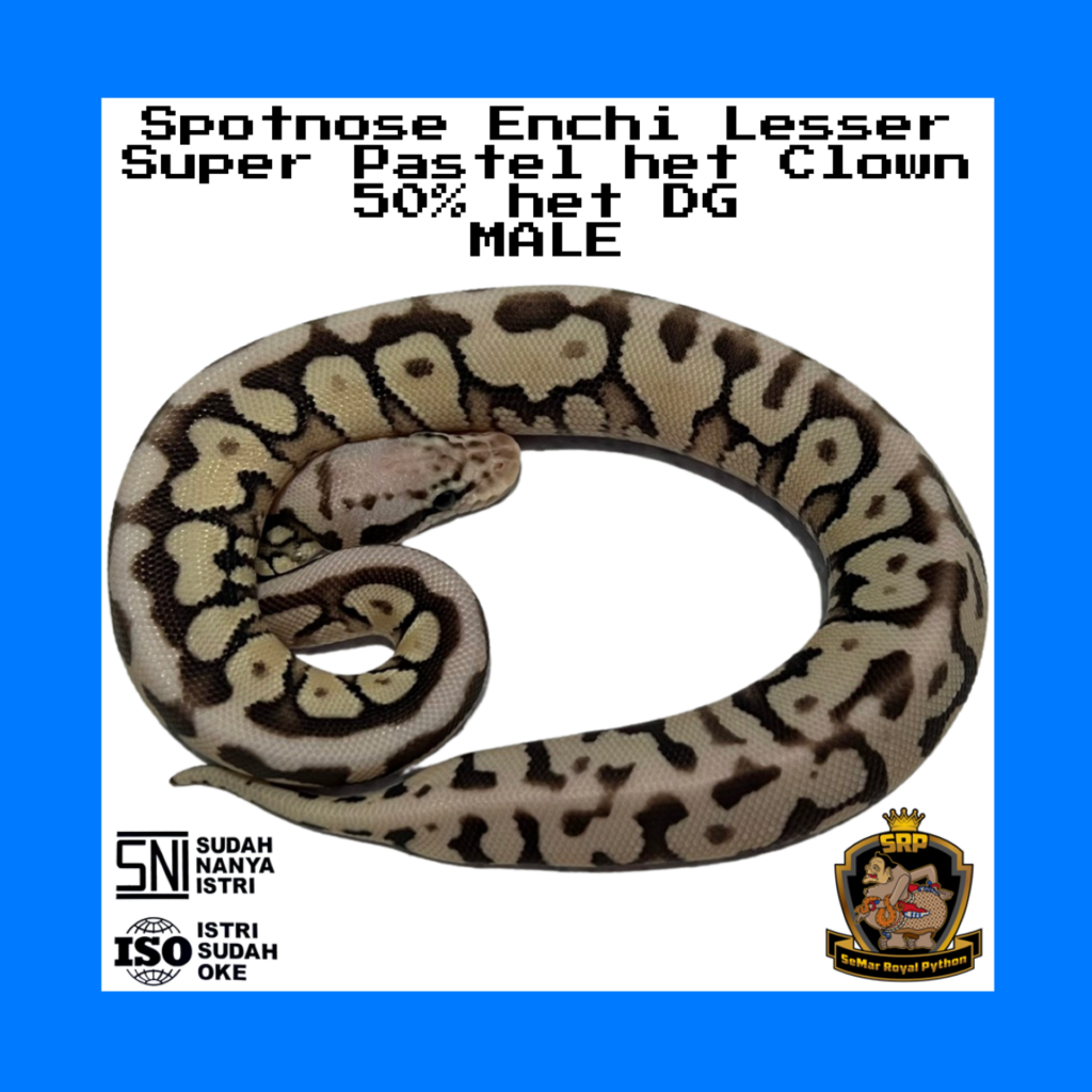 M - Spotnose Enchi Lesser