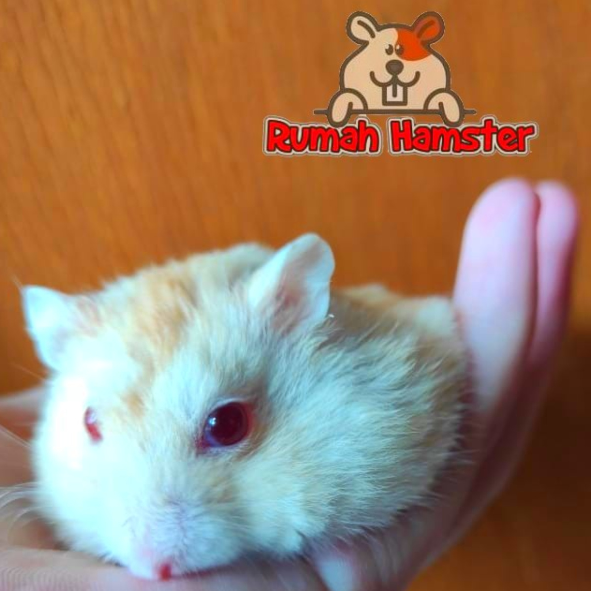 Hamster Winter White Gold
