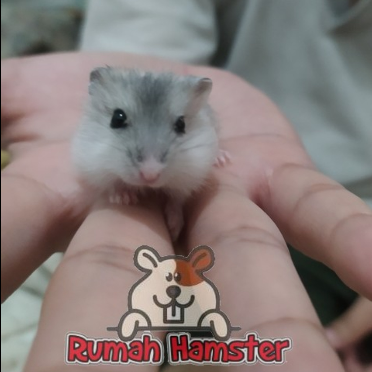 Hamster Winter White Pear