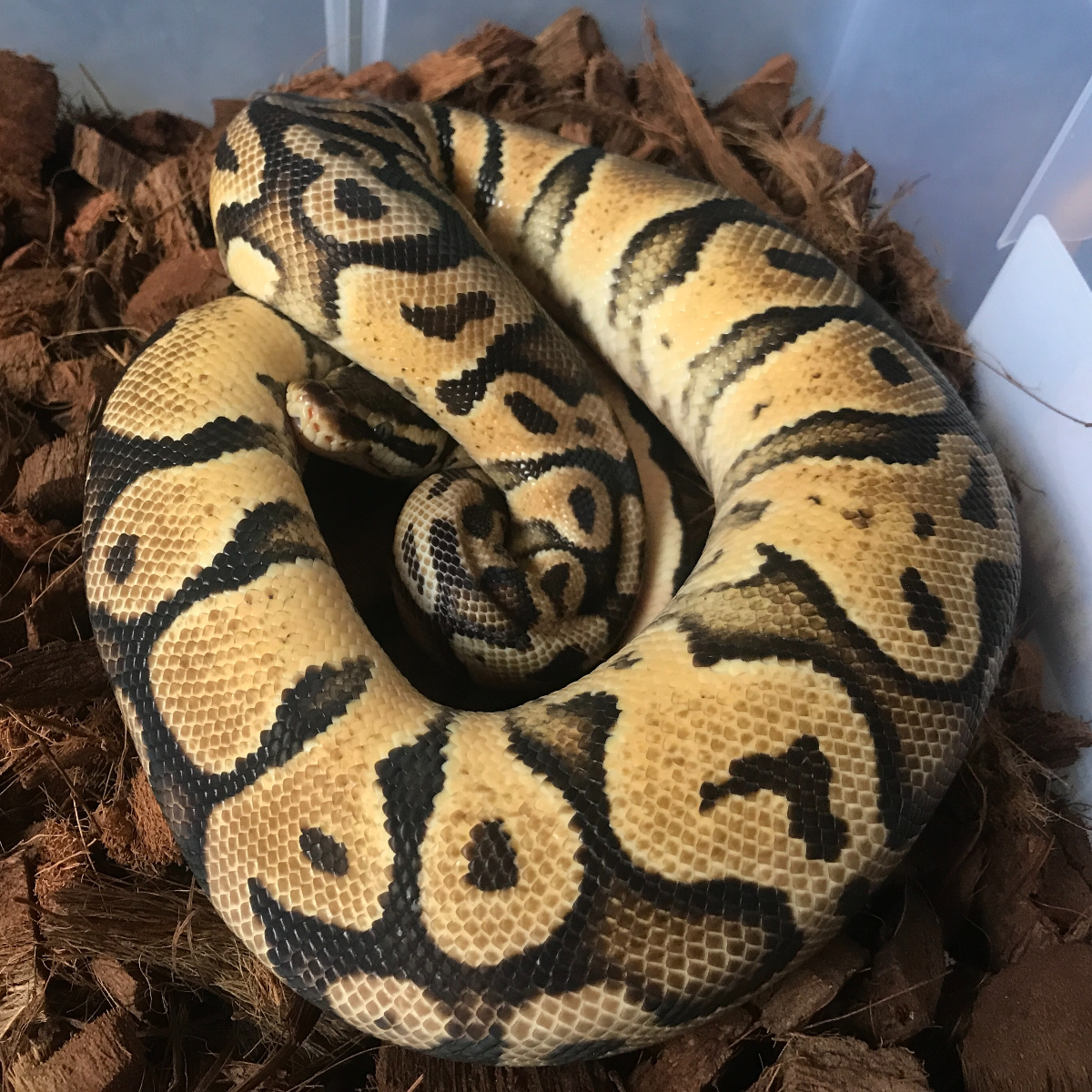 Pastel Yellow Belly Ball Python