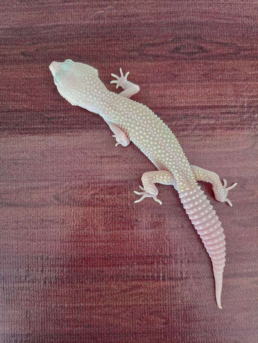 Gecko Diablo Blanco Poss 