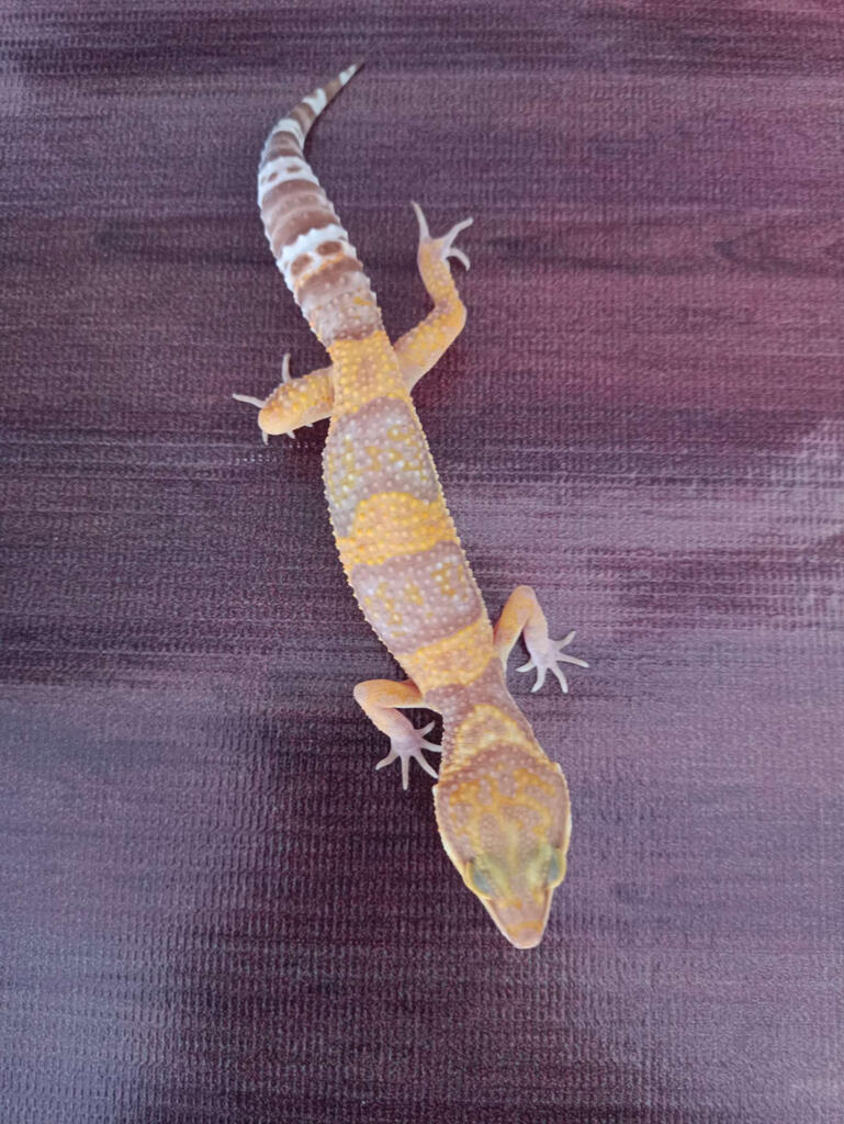 Gecko Bold Tangerine Trem