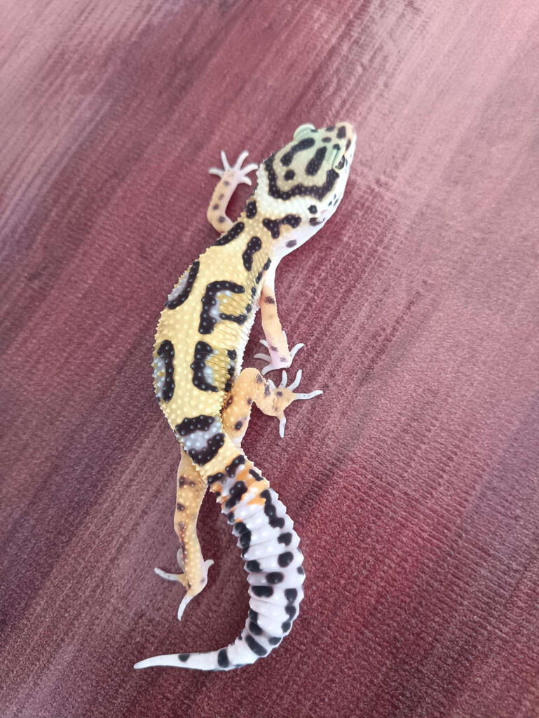 Gecko Bold Jungle het Tre