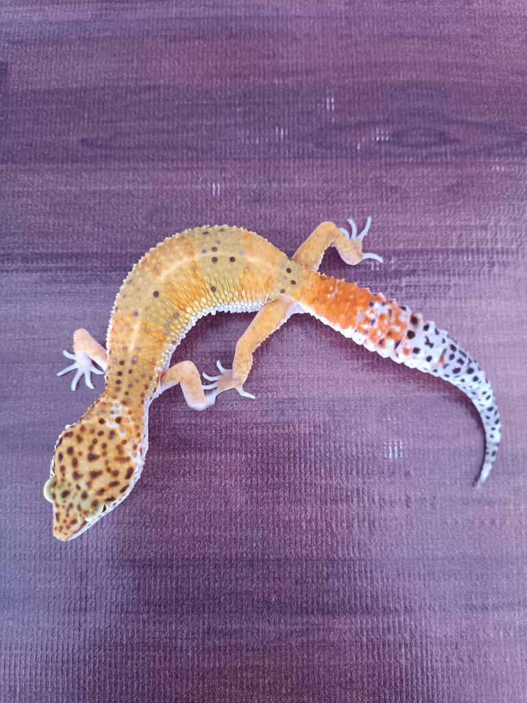 Gecko Super Hypo Emerine 