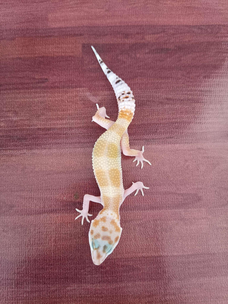 Gecko WY Super Hypo Tange