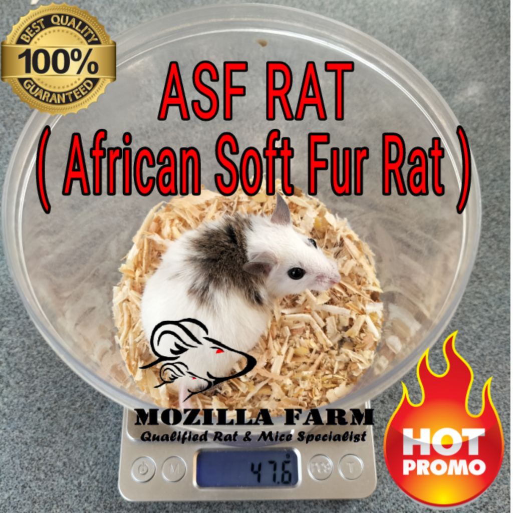 ASF Rat Size Large ( 41-5