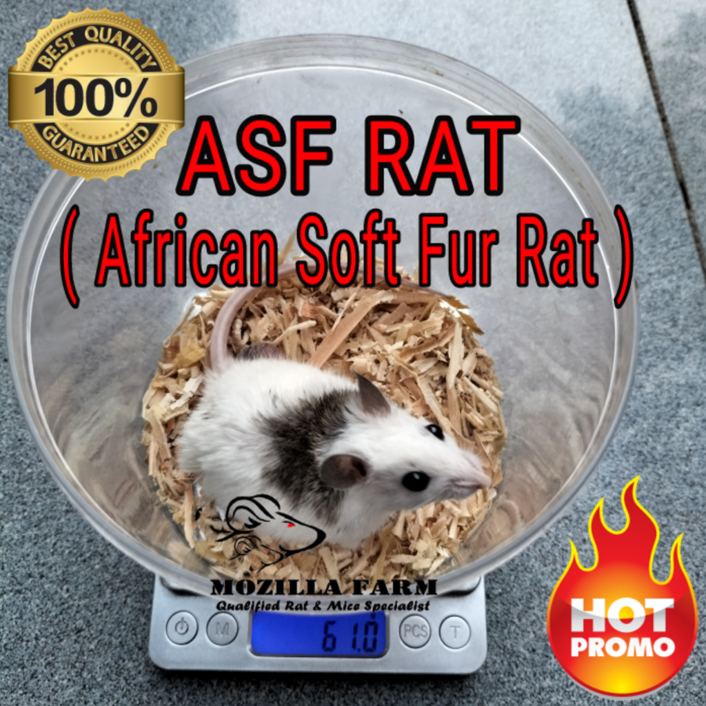 ASF Rat Size XL ( 51-70 g