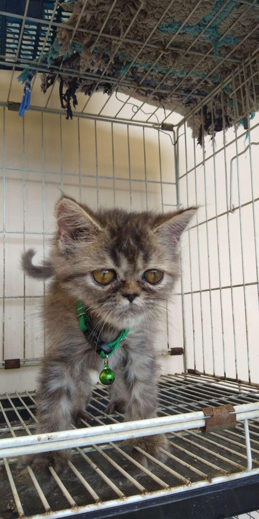 Kitten Peaknose