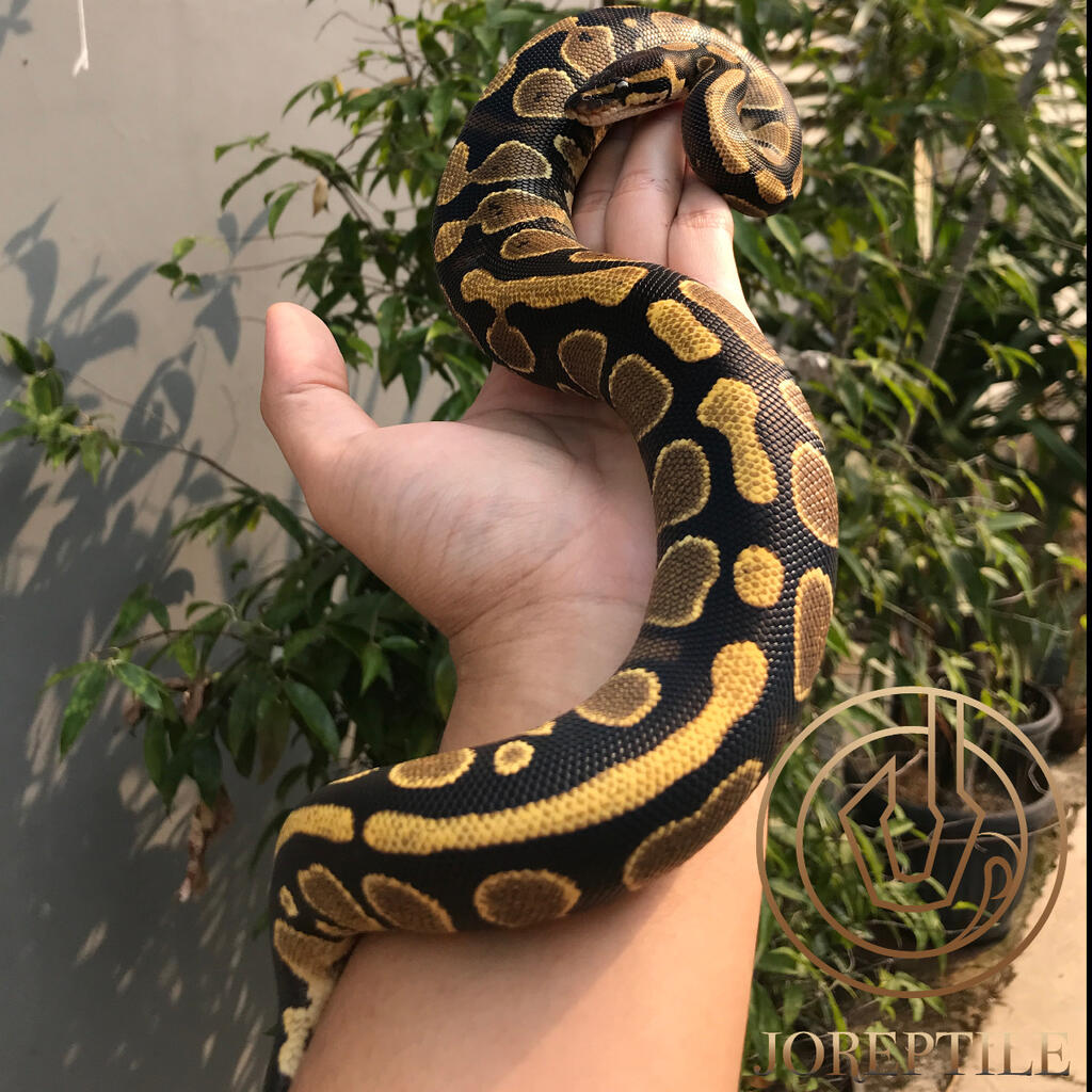 F Yellow Belly +-550gr Ball Python