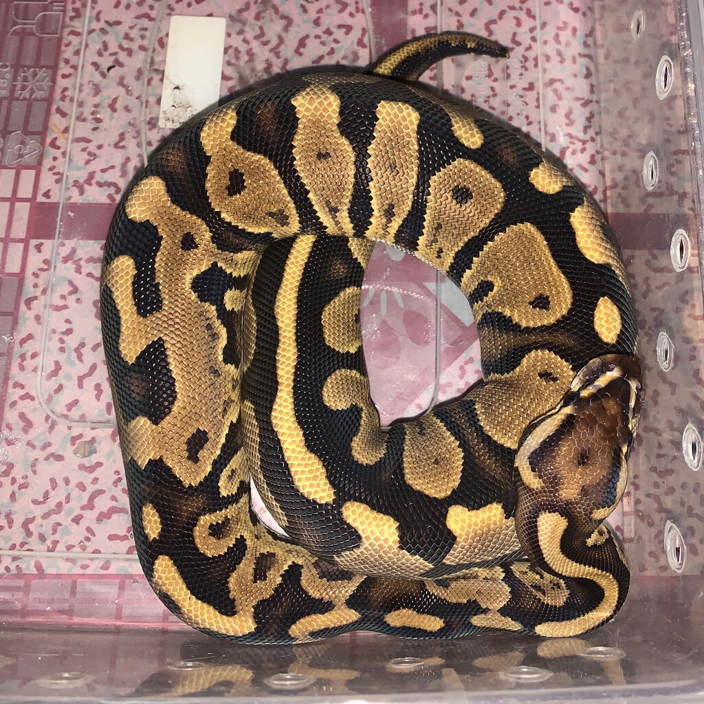 F.fire leopard ball python