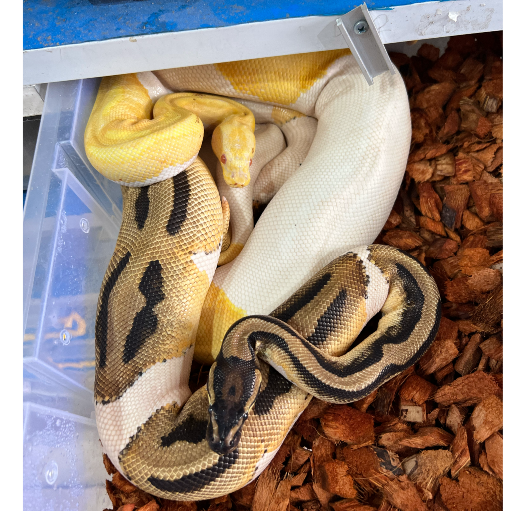 ball python pied albino female / ballpython pied orange dream