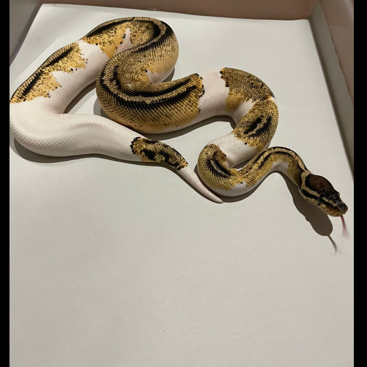 f ball python pied pastel yellowbelly genX -+1049gr