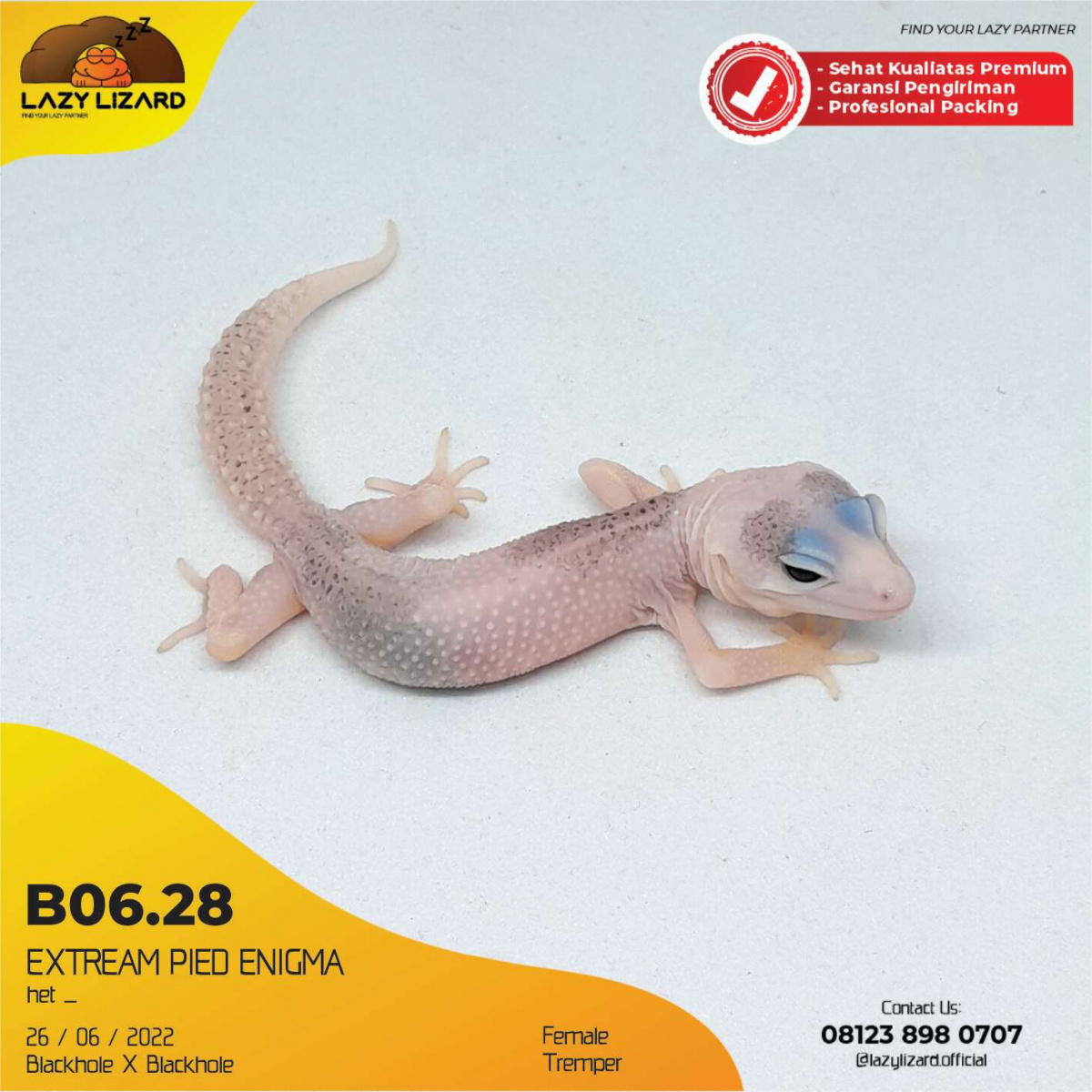 EXTREAM PIED ENIGMA, Leopard Gecko B06.28
