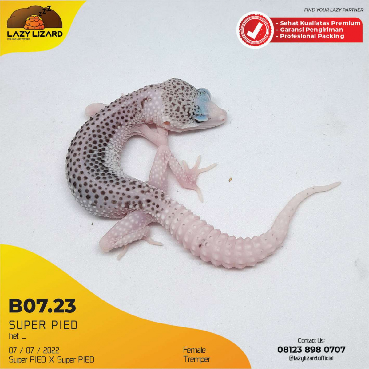 SUPER PIED, Leopard Gecko B07.23