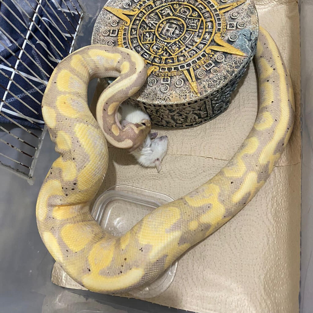 Ball python banana / cora