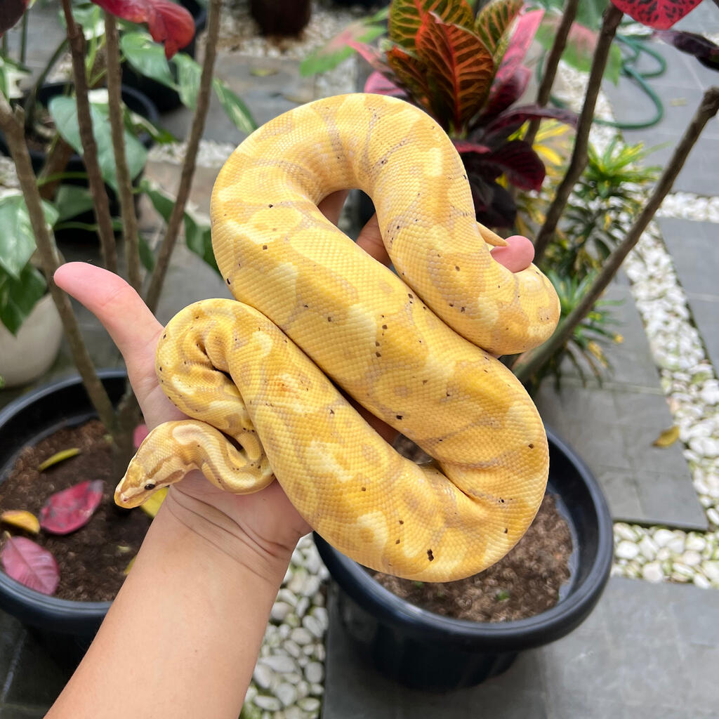 Ball python banana enchi 